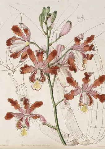 Reproducción/Reproduction 49817650126: Edwards's botanical register.. London :James Ridgway,1829-1847.. 
