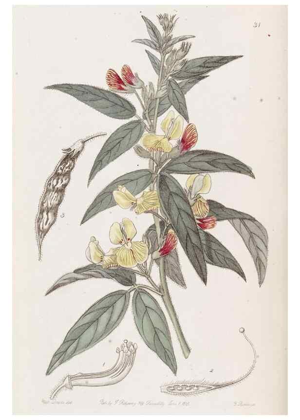 Reproducción/Reproduction 49817957007: Edwards's botanical register.. London :James Ridgway,1829-1847.. 