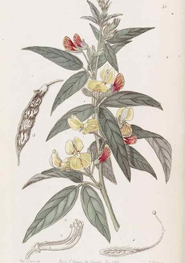 Reproducción/Reproduction 49817957007: Edwards's botanical register.. London :James Ridgway,1829-1847.. 