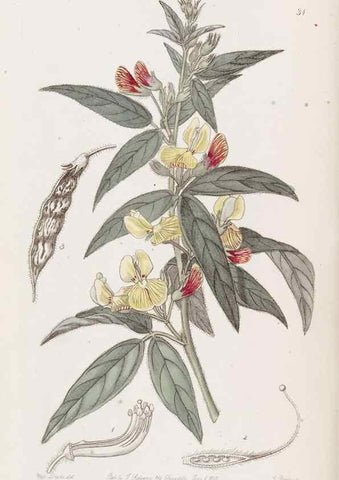 Reproducción/Reproduction 49817957007: Edwards's botanical register.. London :James Ridgway,1829-1847.. 