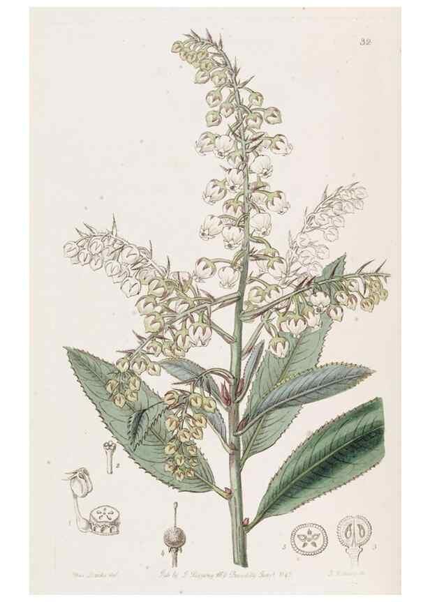 Reproducción/Reproduction 49817650701: Edwards's botanical register.. London :James Ridgway,1829-1847.. 