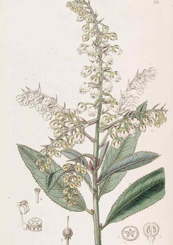 Reproducción/Reproduction 49817650701: Edwards's botanical register.. London :James Ridgway,1829-1847.. 