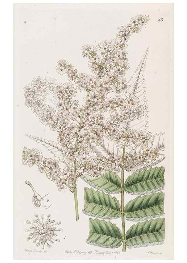 Reproducción/Reproduction 49817651056: Edwards's botanical register.. London :James Ridgway,1829-1847.. 