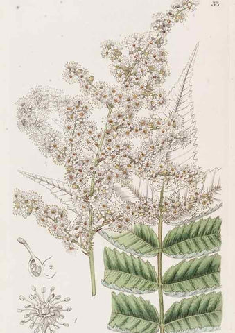 Reproducción/Reproduction 49817651056: Edwards's botanical register.. London :James Ridgway,1829-1847.. 