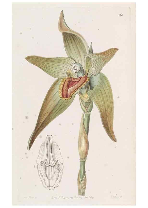Reproducción/Reproduction 49817114568: Edwards's botanical register.. London :James Ridgway,1829-1847.. 