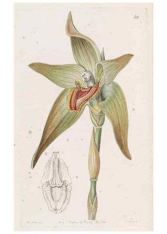 Reproducción/Reproduction 49817114568: Edwards's botanical register.. London :James Ridgway,1829-1847.. 