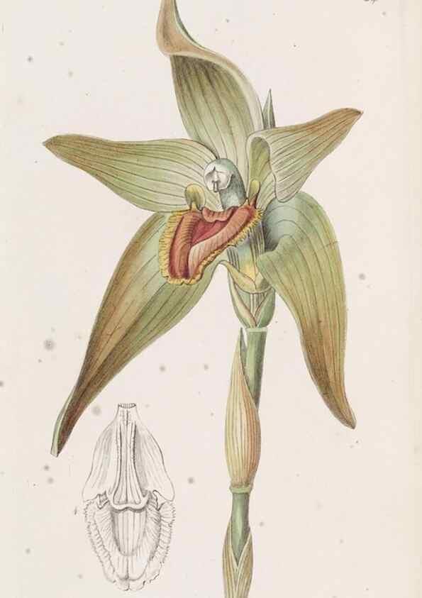 Reproducción/Reproduction 49817114568: Edwards's botanical register.. London :James Ridgway,1829-1847.. 