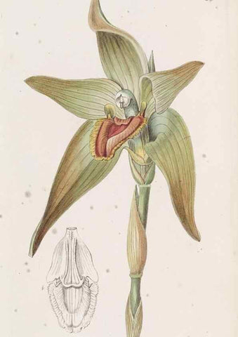 Reproducción/Reproduction 49817114568: Edwards's botanical register.. London :James Ridgway,1829-1847.. 