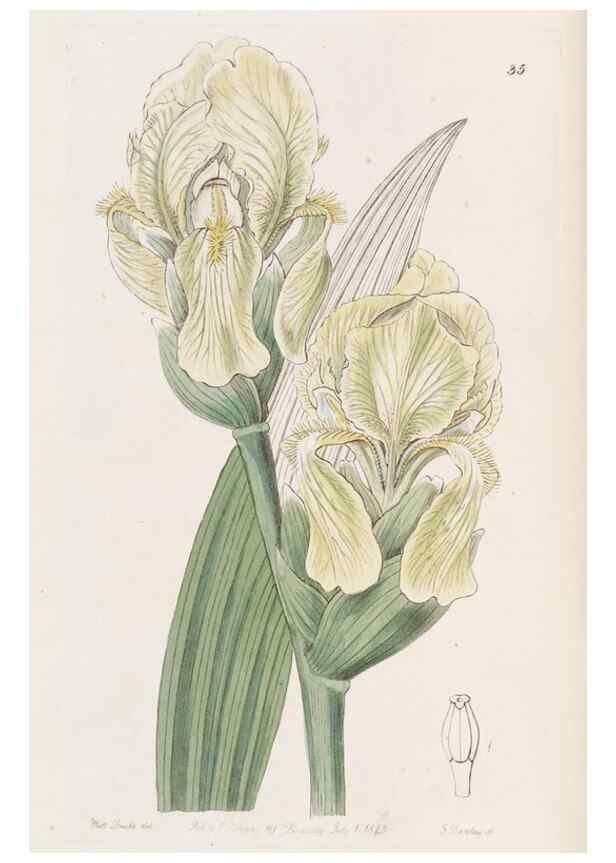 Reproducción/Reproduction 49817958172: Edwards's botanical register.. London :James Ridgway,1829-1847.. 