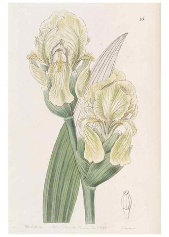Reproducción/Reproduction 49817958172: Edwards's botanical register.. London :James Ridgway,1829-1847.. 