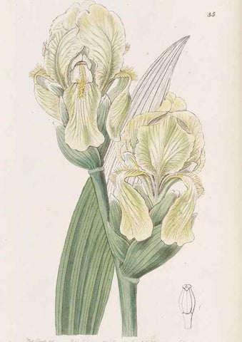 Reproducción/Reproduction 49817958172: Edwards's botanical register.. London :James Ridgway,1829-1847.. 