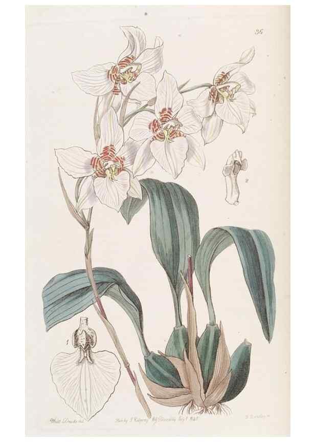 Reproducción/Reproduction 49817115113: Edwards's botanical register.. London :James Ridgway,1829-1847.. 