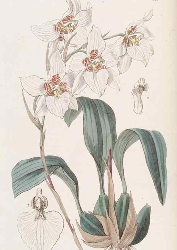 Reproducción/Reproduction 49817115113: Edwards's botanical register.. London :James Ridgway,1829-1847.. 