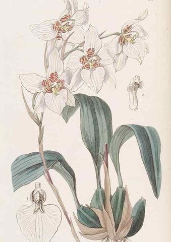 Reproducción/Reproduction 49817115113: Edwards's botanical register.. London :James Ridgway,1829-1847.. 