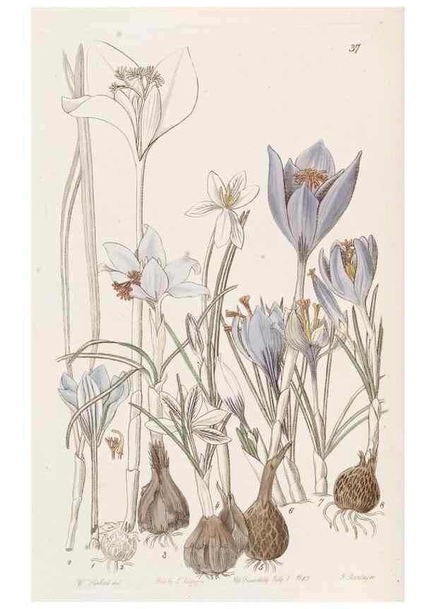 Reproducción/Reproduction 49817652316: Edwards's botanical register.. London :James Ridgway,1829-1847.. 