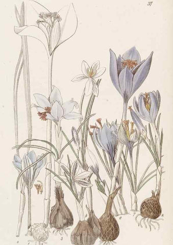 Reproducción/Reproduction 49817652316: Edwards's botanical register.. London :James Ridgway,1829-1847.. 