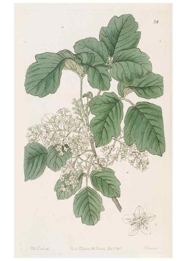 Reproducción/Reproduction 49817652676: Edwards's botanical register.. London :James Ridgway,1829-1847.. 