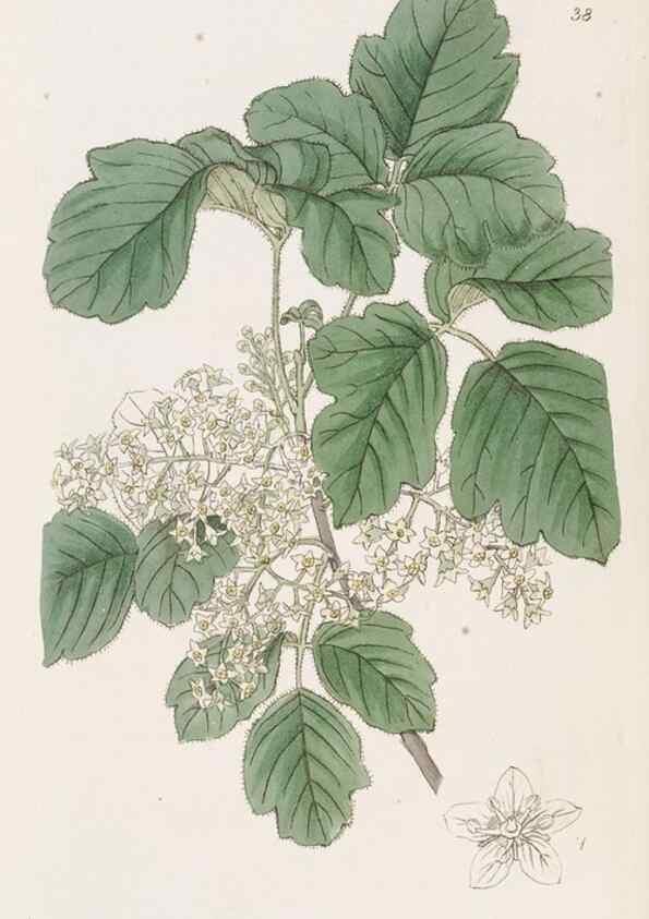 Reproducción/Reproduction 49817652676: Edwards's botanical register.. London :James Ridgway,1829-1847.. 