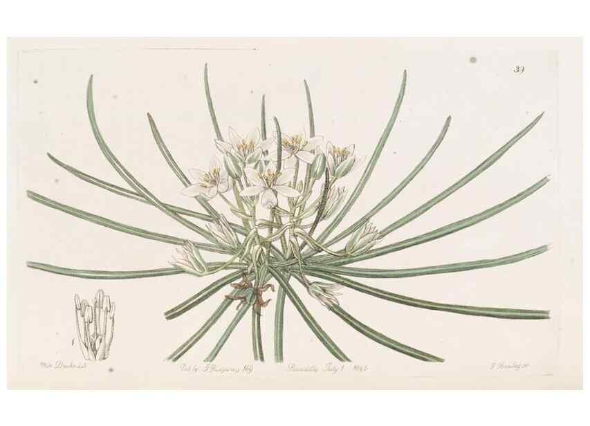 Reproducción/Reproduction 49817653031: Edwards's botanical register.. London :James Ridgway,1829-1847.. 
