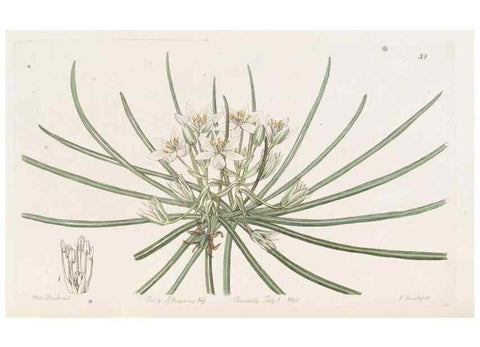Reproducción/Reproduction 49817653031: Edwards's botanical register.. London :James Ridgway,1829-1847.. 