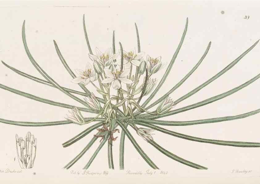 Reproducción/Reproduction 49817653031: Edwards's botanical register.. London :James Ridgway,1829-1847.. 