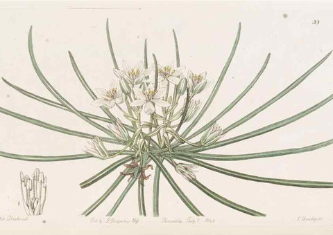 Reproducción/Reproduction 49817653031: Edwards's botanical register.. London :James Ridgway,1829-1847.. 