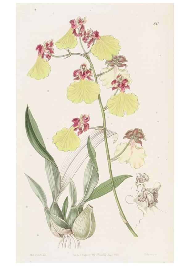 Reproducción/Reproduction 49817116363: Edwards's botanical register.. London :James Ridgway,1829-1847.. 