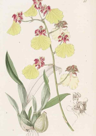 Reproducción/Reproduction 49817116363: Edwards's botanical register.. London :James Ridgway,1829-1847.. 