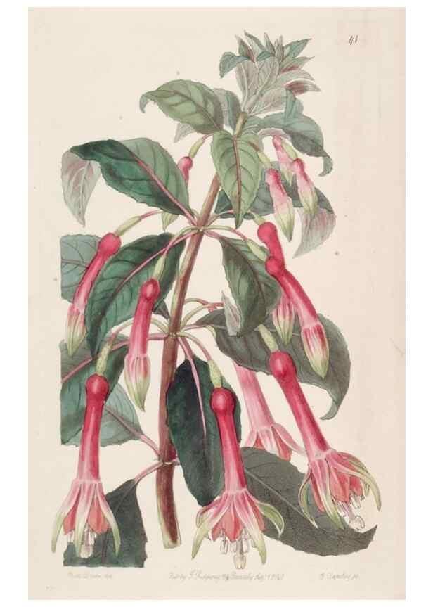 Reproducción/Reproduction 49817653801: Edwards's botanical register.. London :James Ridgway,1829-1847.. 
