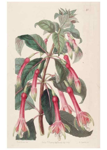 Reproducción/Reproduction 49817653801: Edwards's botanical register.. London :James Ridgway,1829-1847.. 