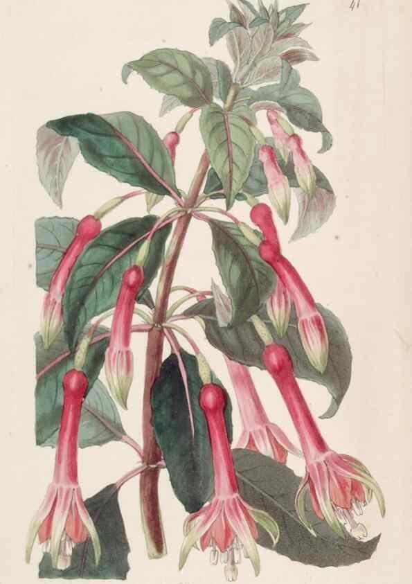 Reproducción/Reproduction 49817653801: Edwards's botanical register.. London :James Ridgway,1829-1847.. 
