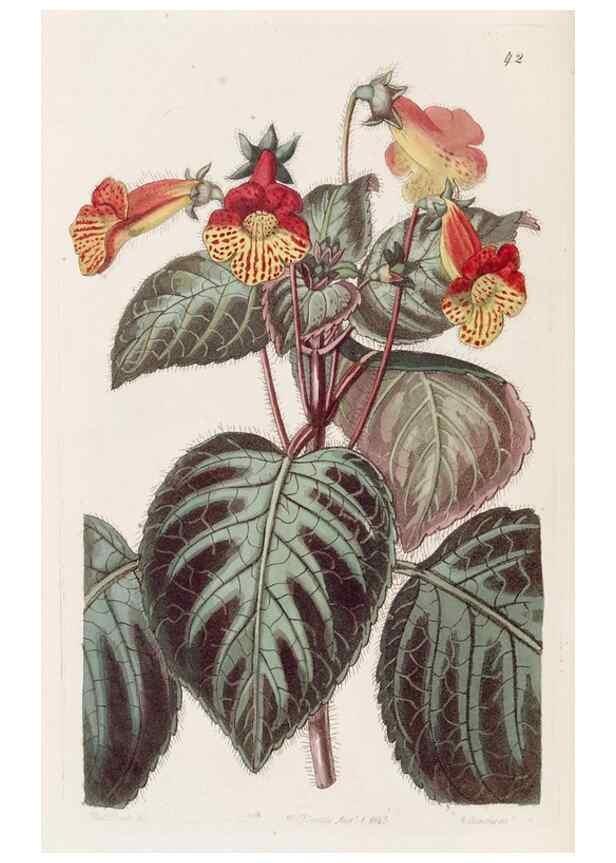 Reproducción/Reproduction 49817117188: Edwards's botanical register.. London :James Ridgway,1829-1847.. 