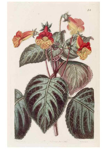 Reproducción/Reproduction 49817117188: Edwards's botanical register.. London :James Ridgway,1829-1847.. 
