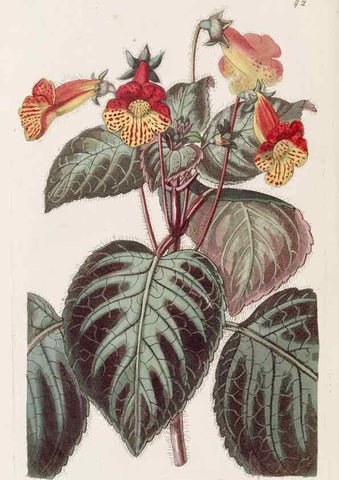 Reproducción/Reproduction 49817117188: Edwards's botanical register.. London :James Ridgway,1829-1847.. 