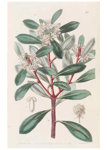 Reproducción/Reproduction 49817654566: Edwards's botanical register.. London :James Ridgway,1829-1847.. 