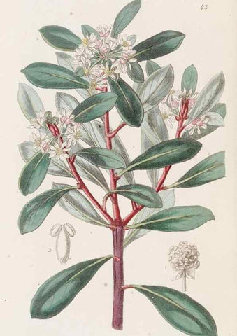 Reproducción/Reproduction 49817654566: Edwards's botanical register.. London :James Ridgway,1829-1847.. 