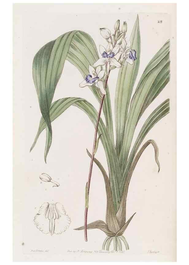 Reproducción/Reproduction 49817112538: Edwards's botanical register.. London :James Ridgway,1829-1847.. 