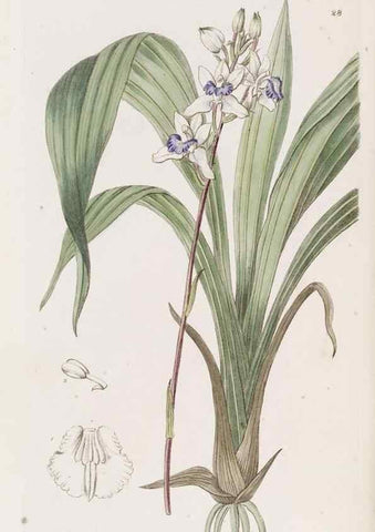 Reproducción/Reproduction 49817112538: Edwards's botanical register.. London :James Ridgway,1829-1847.. 