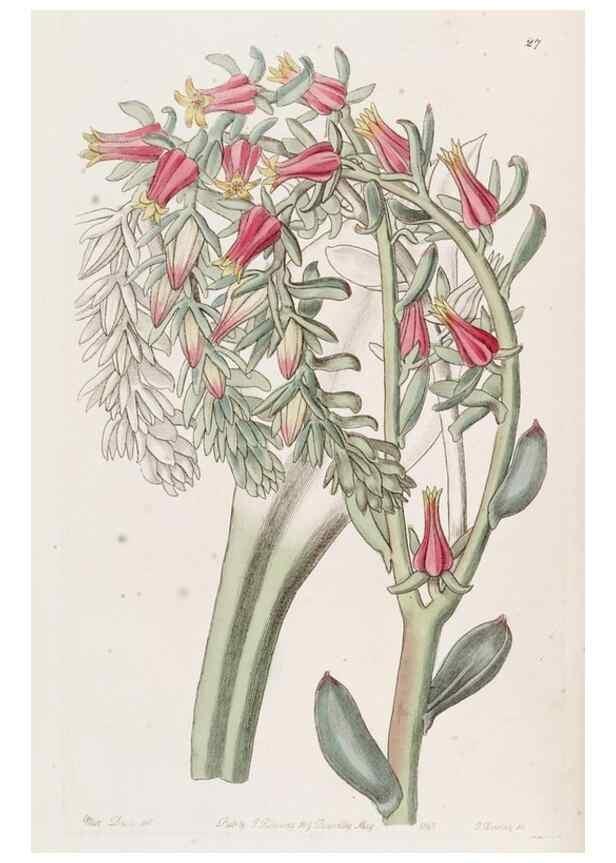 Reproducción/Reproduction 49817112238: Edwards's botanical register.. London :James Ridgway,1829-1847.. 