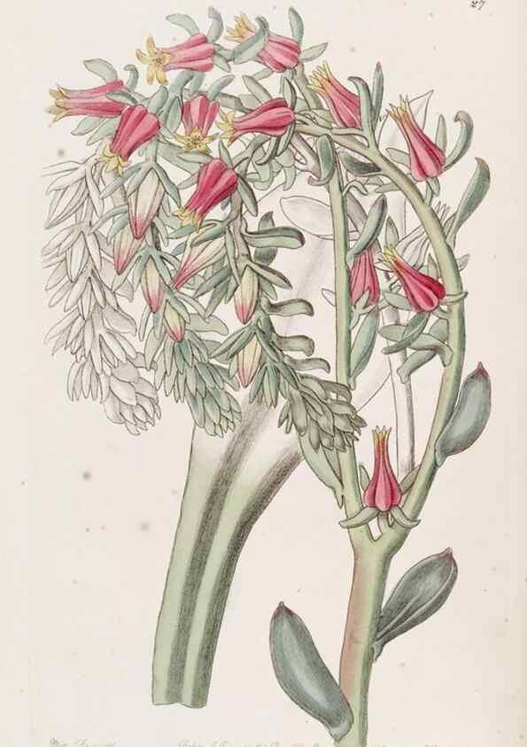 Reproducción/Reproduction 49817112238: Edwards's botanical register.. London :James Ridgway,1829-1847.. 
