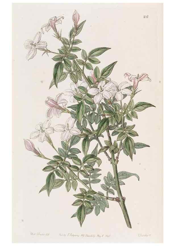 Reproducción/Reproduction 49817111918: Edwards's botanical register.. London :James Ridgway,1829-1847.. 