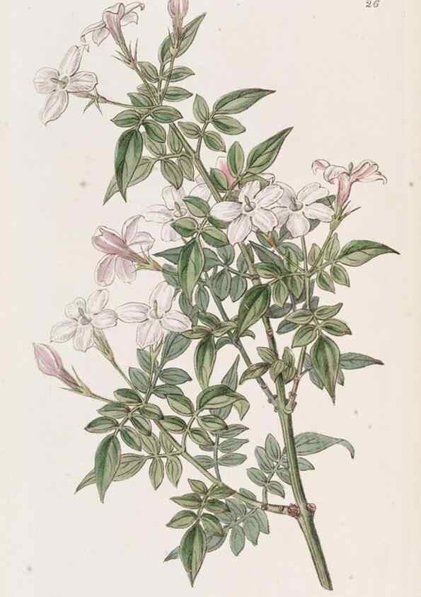 Reproducción/Reproduction 49817111918: Edwards's botanical register.. London :James Ridgway,1829-1847.. 