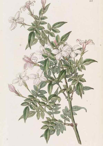 Reproducción/Reproduction 49817111918: Edwards's botanical register.. London :James Ridgway,1829-1847.. 