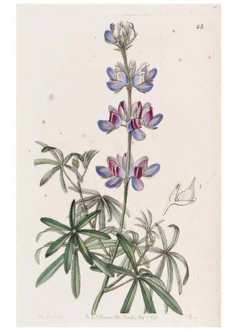 Reproducción/Reproduction 49817954842: Edwards's botanical register.. London :James Ridgway,1829-1847.. 