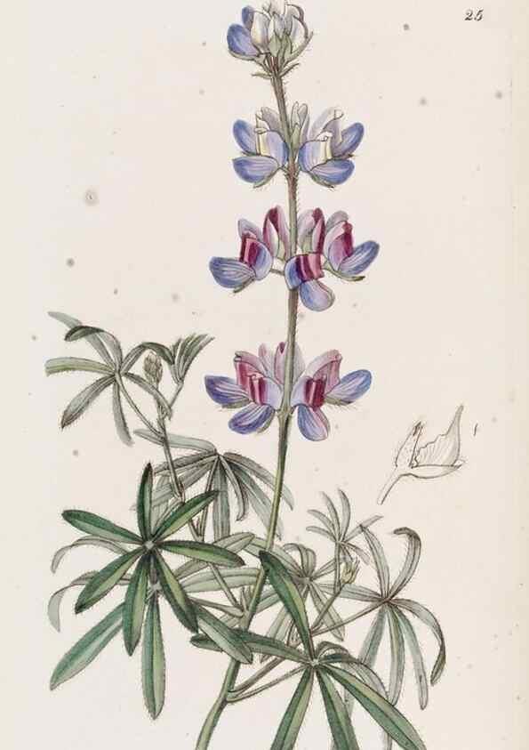 Reproducción/Reproduction 49817954842: Edwards's botanical register.. London :James Ridgway,1829-1847.. 