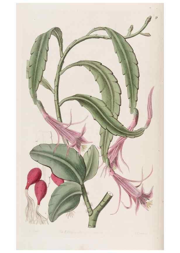 Reproducción/Reproduction 49817105153: Edwards's botanical register.. London :James Ridgway,1829-1847.. 