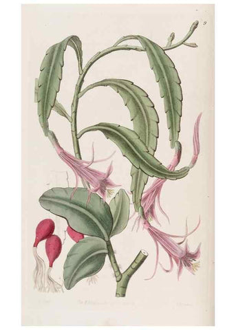 Reproducción/Reproduction 49817105153: Edwards's botanical register.. London :James Ridgway,1829-1847.. 