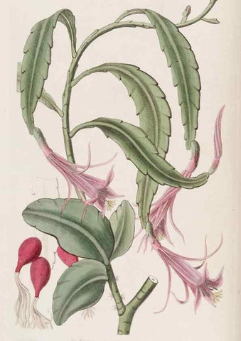 Reproducción/Reproduction 49817105153: Edwards's botanical register.. London :James Ridgway,1829-1847.. 