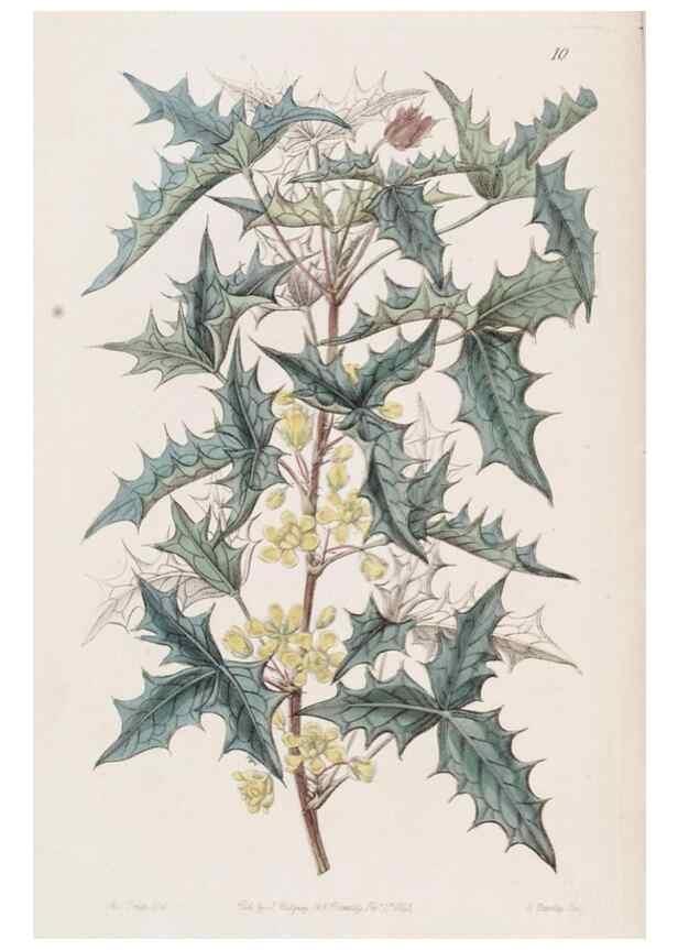 Reproducción/Reproduction 49817105483: Edwards's botanical register.. London :James Ridgway,1829-1847.. 
