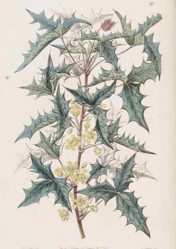 Reproducción/Reproduction 49817105483: Edwards's botanical register.. London :James Ridgway,1829-1847.. 